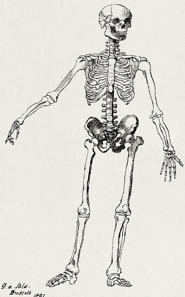 Drawing of a Skeleton (1881), vintage illustration by George Augustus Sala. Original public domain image from Yale Center…