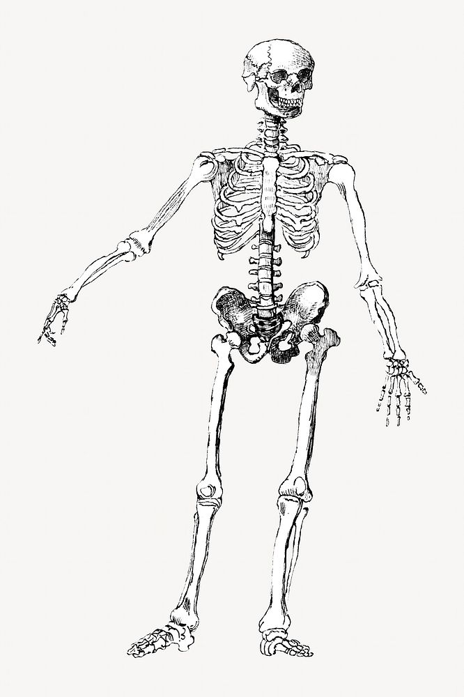 Human skeleton, vintage illustration by George Augustus. Remixed by rawpixel.