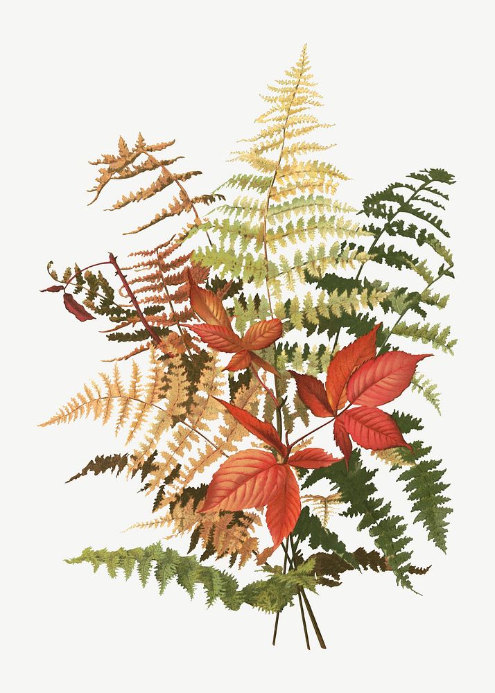 Autumn ferns chromolithograph collage element psd. Remixed by rawpixel. 