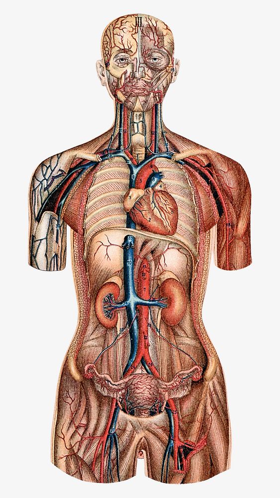 Human anatomy vintage illustration. Remixed by rawpixel. 