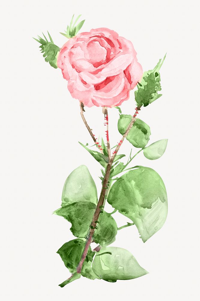 Pink rose, vintage flower illustration. Remixed by rawpixel.