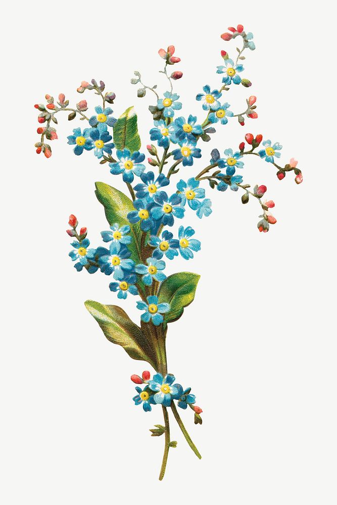 Vintage forget me not flower bouquet illustration psd. Remixed by rawpixel.