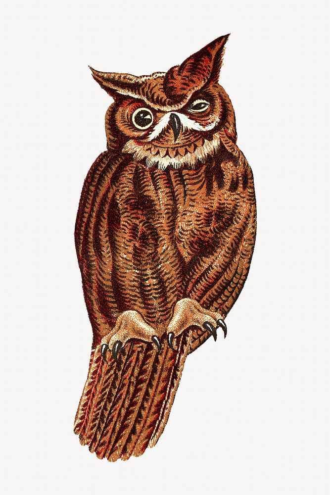 Vintage owl bird, animal illustration. Remixed by rawpixel.