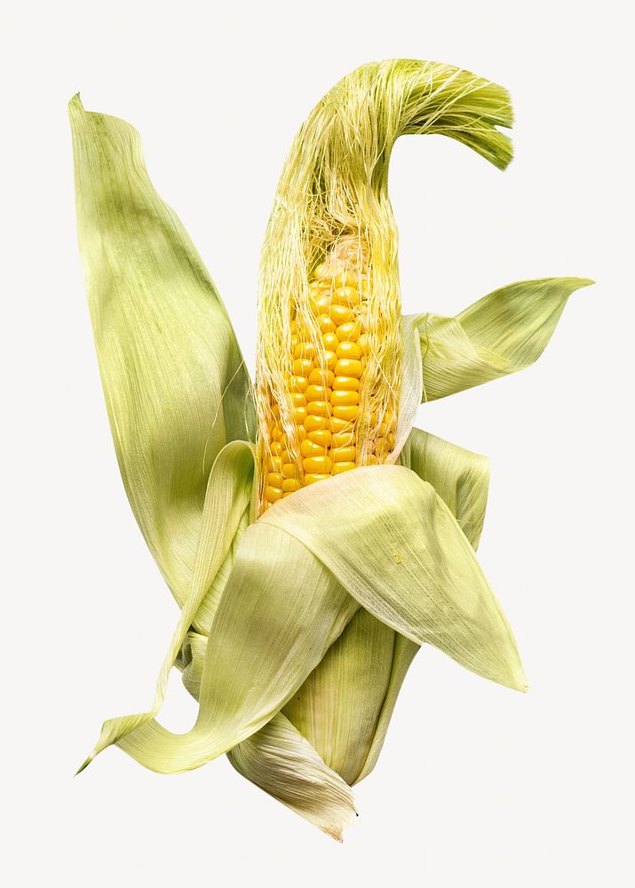 Corn isolated image