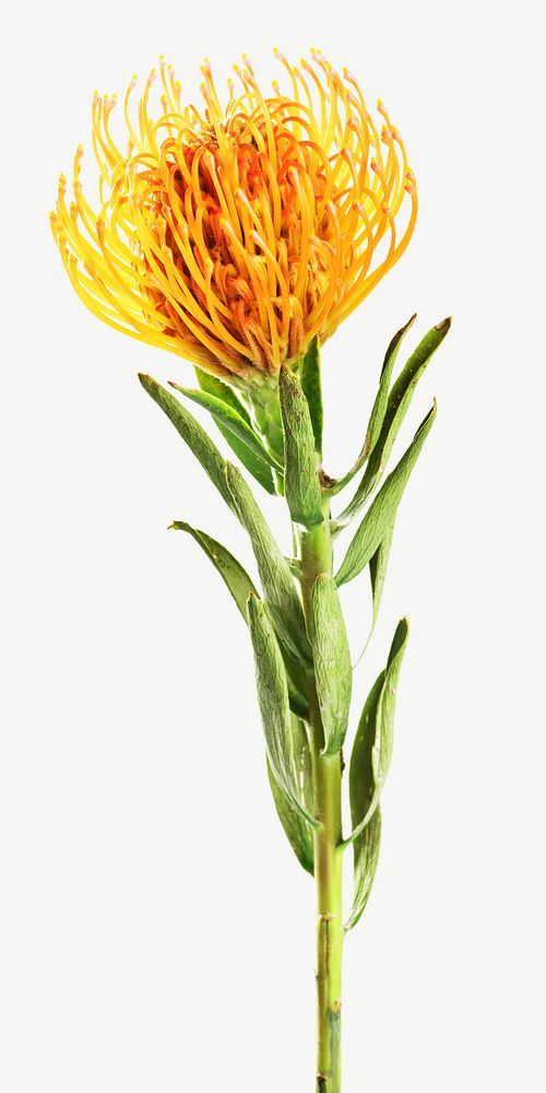 Orange flower isolated image