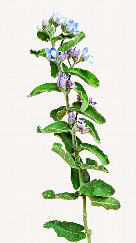 Fresh blue Tweedia Oxypetalum flower isolated image