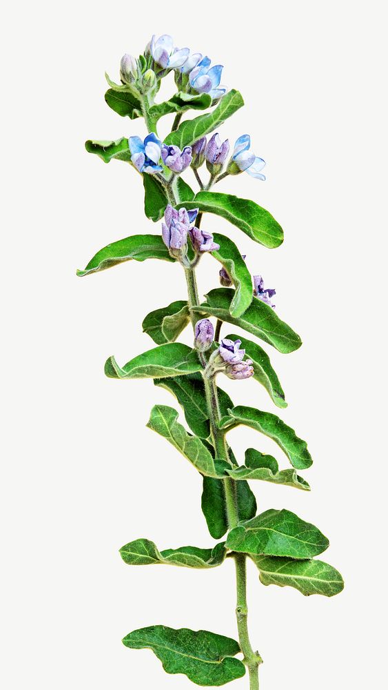 Fresh blue Tweedia Oxypetalum flower collage element psd