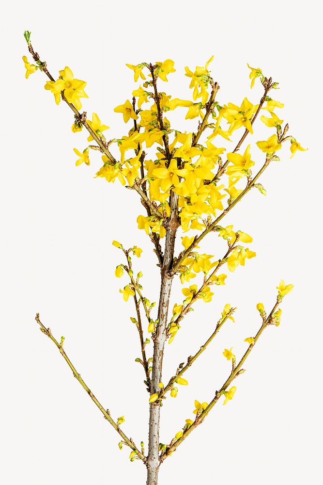 Yellow flowers isolated image