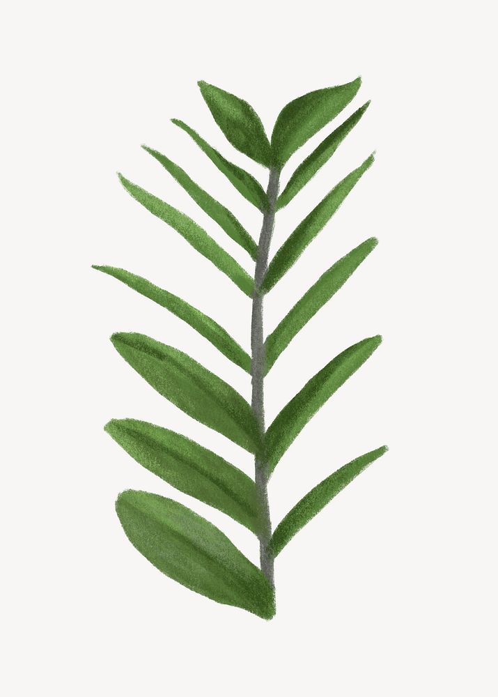 Tropical zz plant leaf illustration