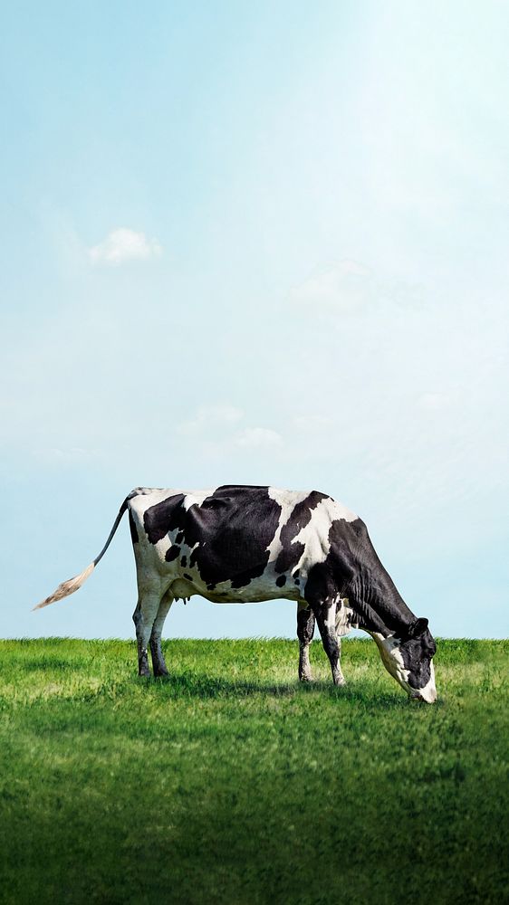 Cow grazing grass mobile wallpaper