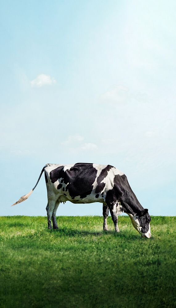 Cow grazing grass phone wallpaper