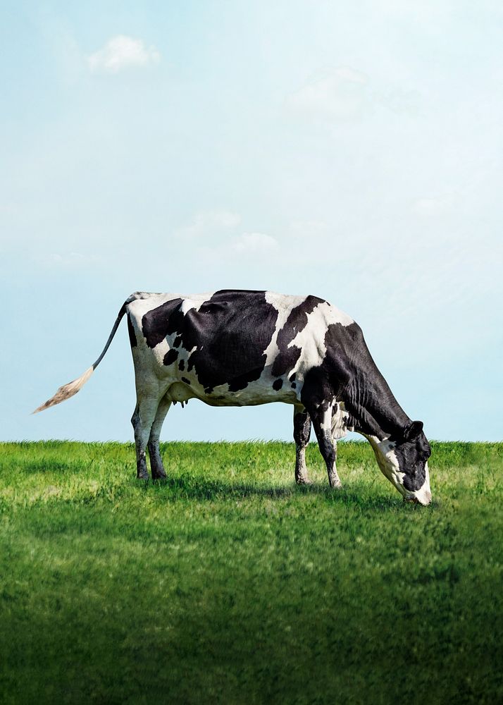 Cow grazing grass background