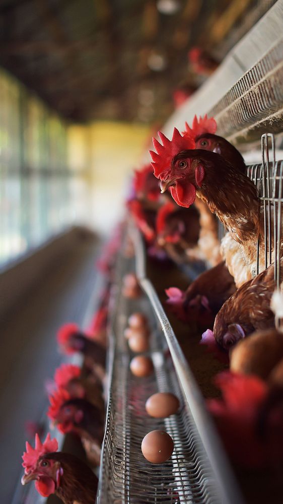 Chicken farming phone wallpaper