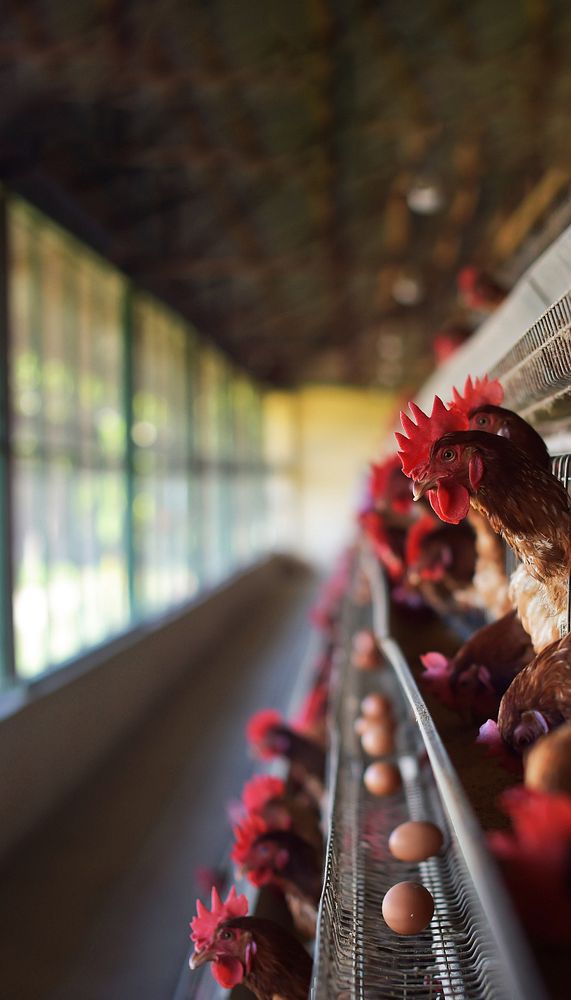 Chicken farming mobile wallpaper