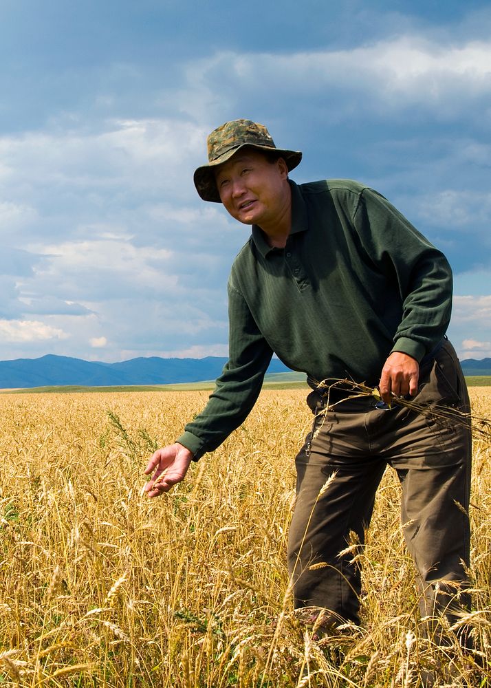 Man in wheat farm