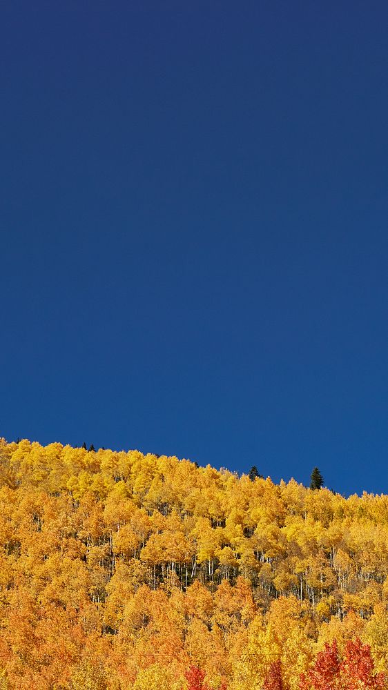 Autumn meadow border iPhone wallpaper, blue sky image