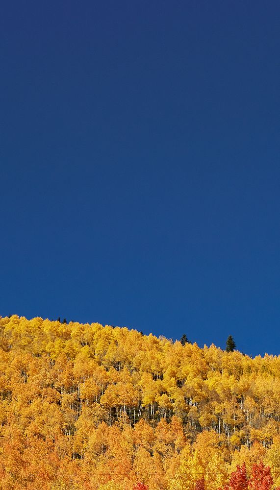 Autumn meadow border iPhone wallpaper, blue sky image