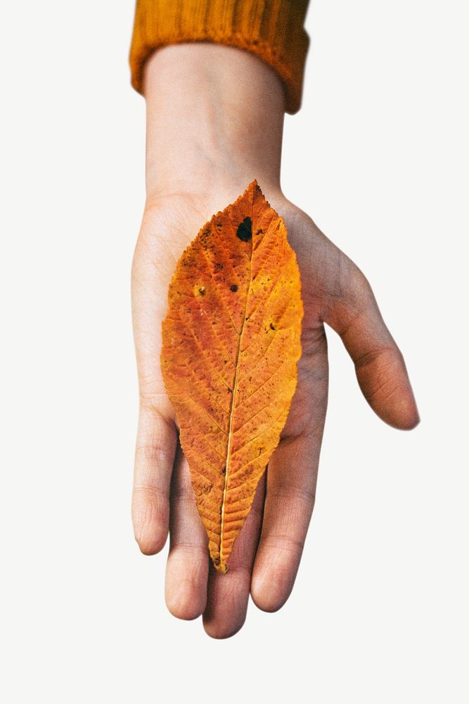 Hand giving autumn leaf  collage element psd