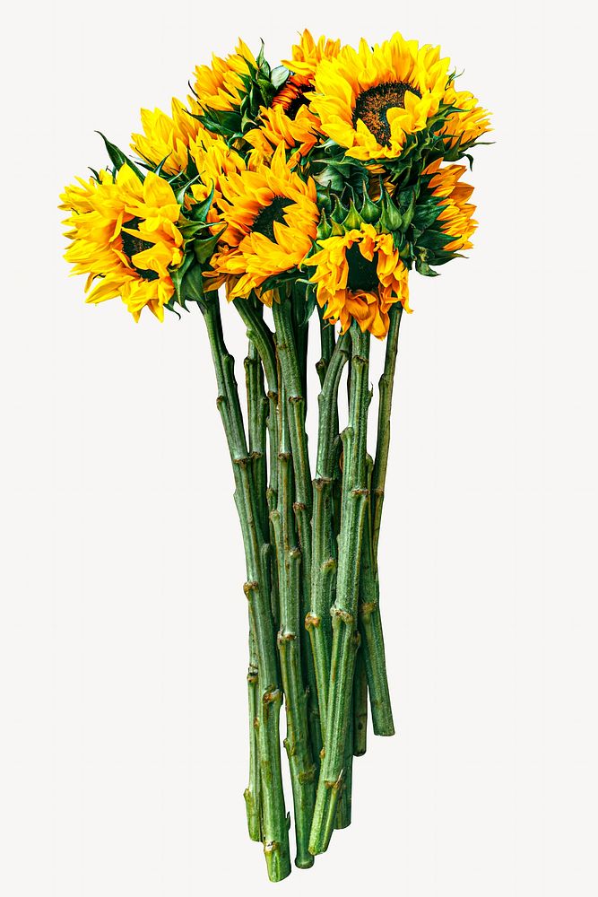 Sunflowers isolated image on white