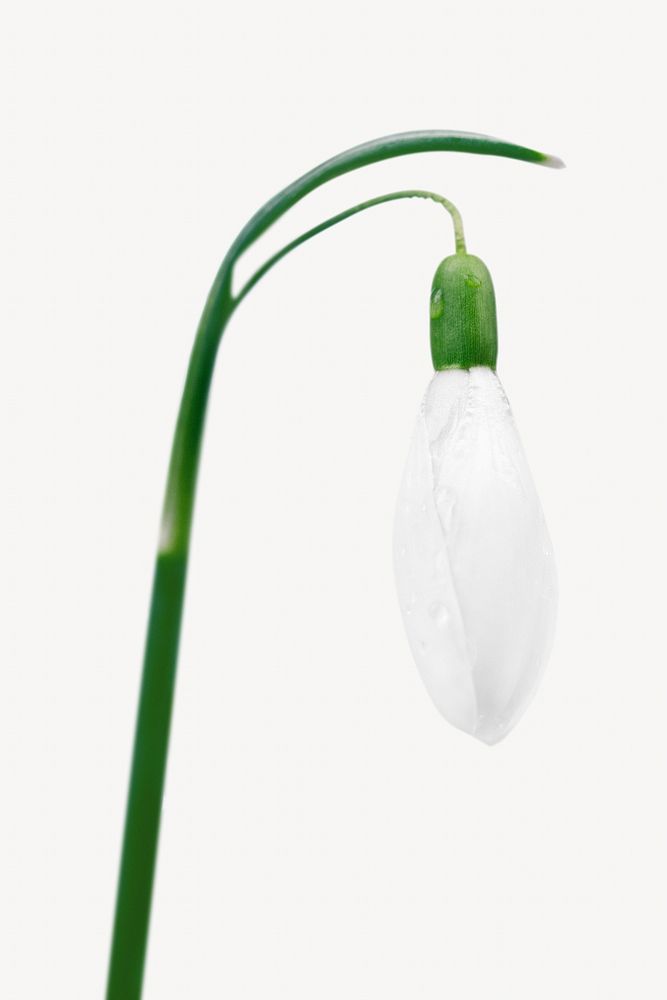 White snowdrop flower on white background