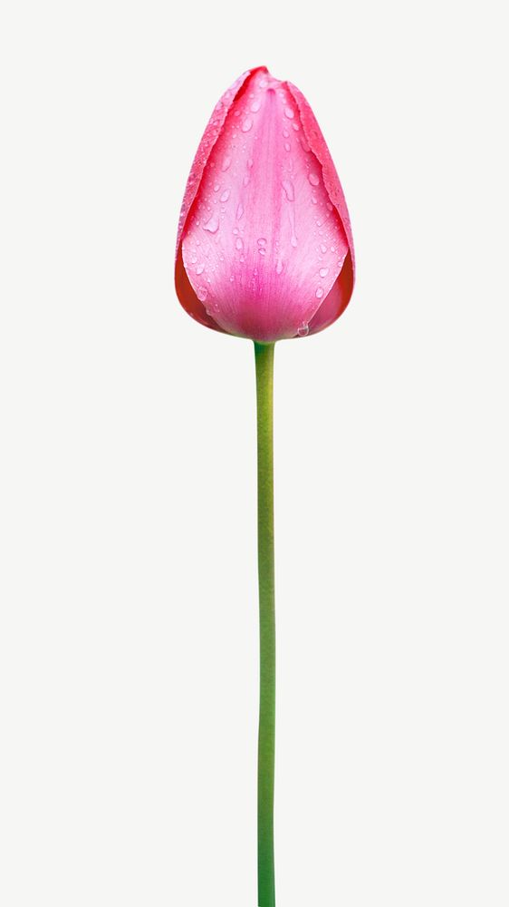 Pink tulip flower collage element psd