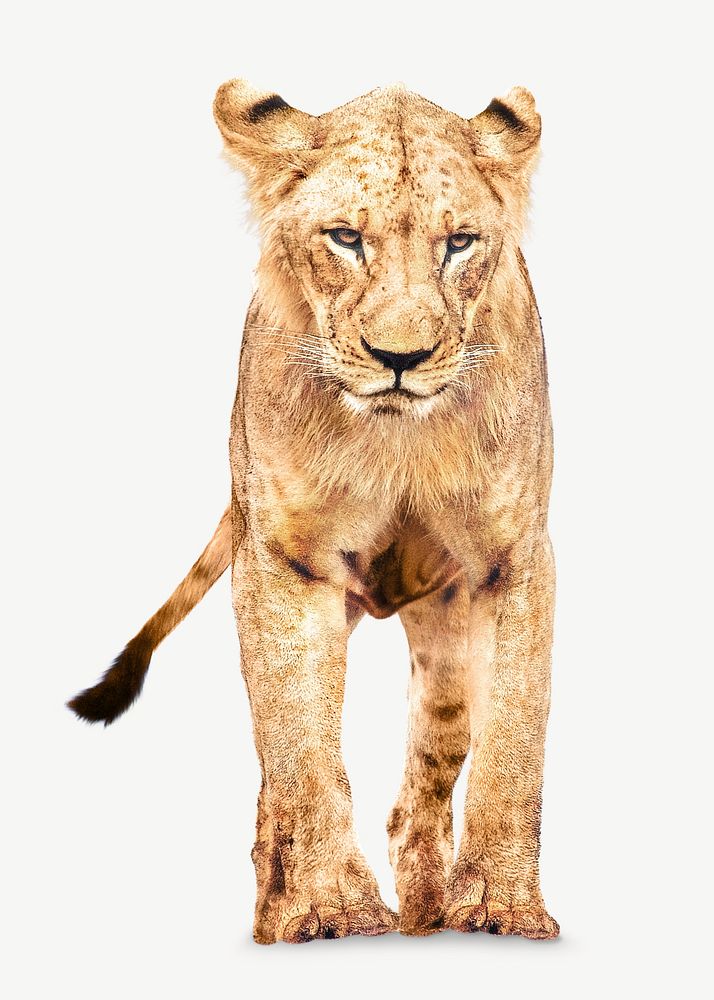 Lion, wildlife collage element psd