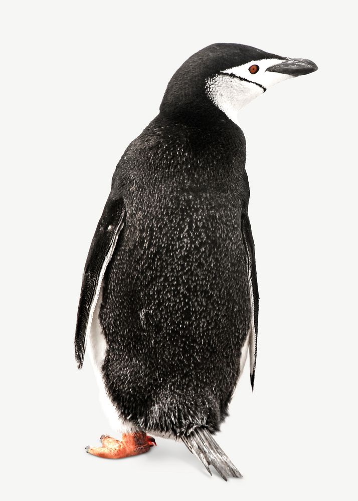 Penguin collage element psd