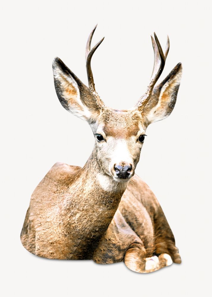 Deer isolated image