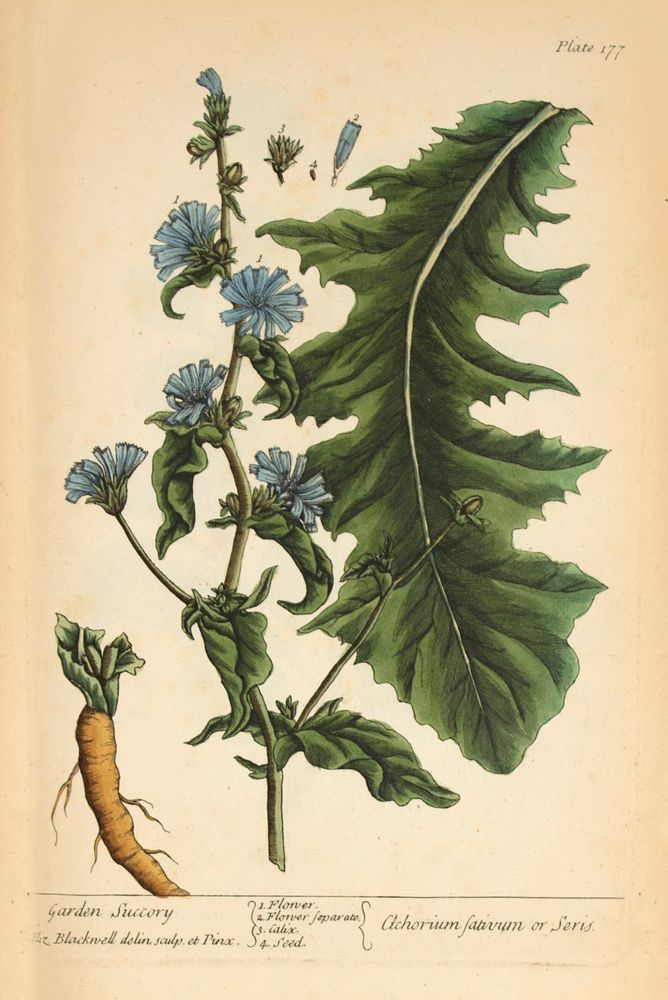 Garden succory =: Cichorium sativum or Seris =: ChicoryCollection: Images from the History of Medicine (IHM) Alternate…