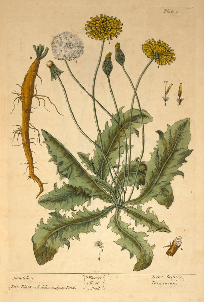 Dandelion =: Dens leonis, taraxcumCollection: Images from the History of Medicine (IHM) Alternate Title(s): Dens leonis…