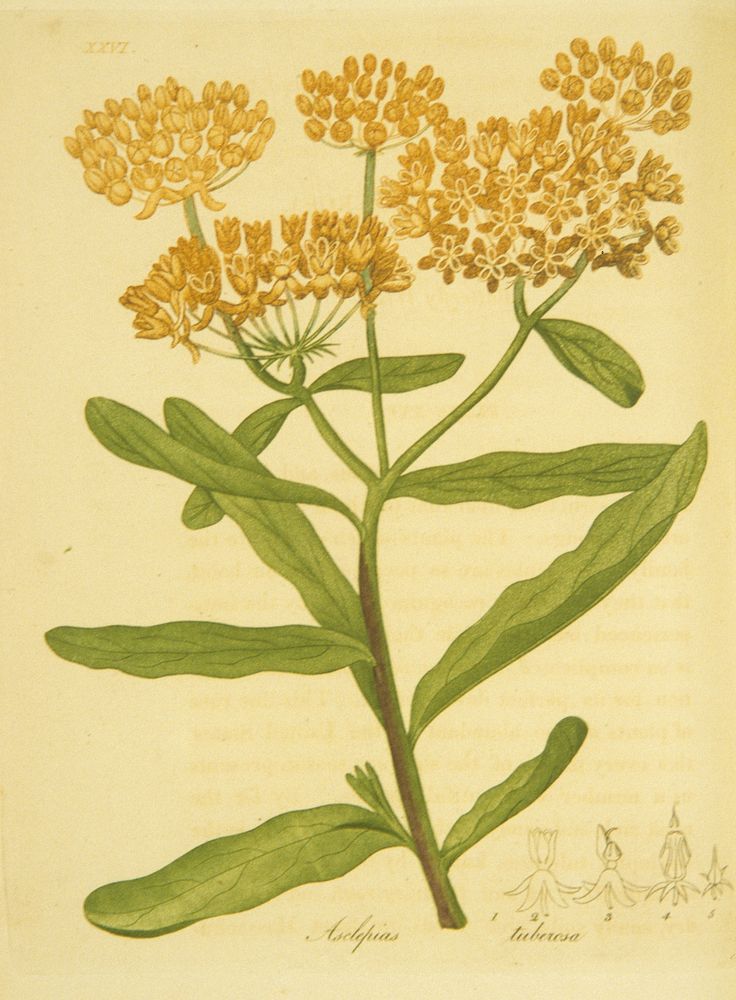 Asclepias tuberosa =: Butterfly WeedCollection: Images from the History of Medicine (IHM) Contributor(s): Bigelow, Jacob…