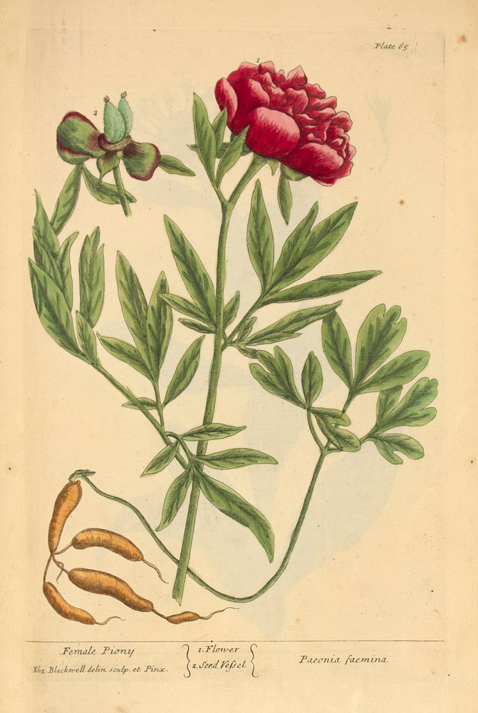 Female piony =: Paeonia faemina =: Peony MlantCollection: Images from the History of Medicine (IHM) Alternate Title(s):…