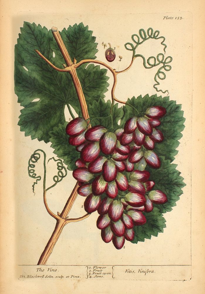 Vine =: Vitis, vinifera =: Vine plantCollection: Images from the History of Medicine (IHM) Alternate Title(s): Vitis…