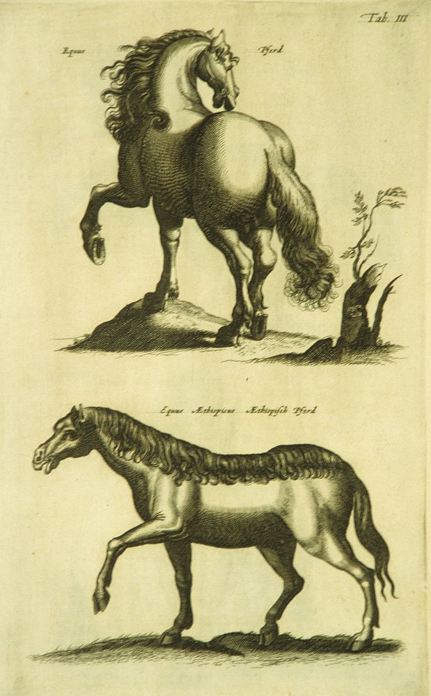 Two Different Herd HorsesCollection:Images from the History of Medicine (IHM) Format:Still image Related Title(s):Is part…