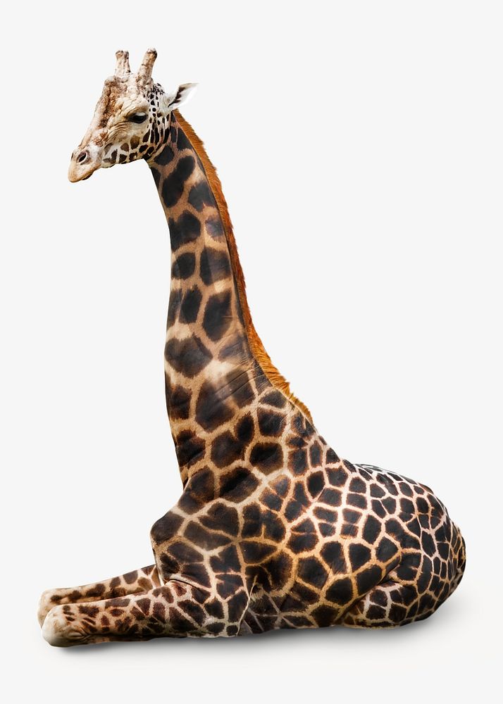 Giraffe isolated image on white