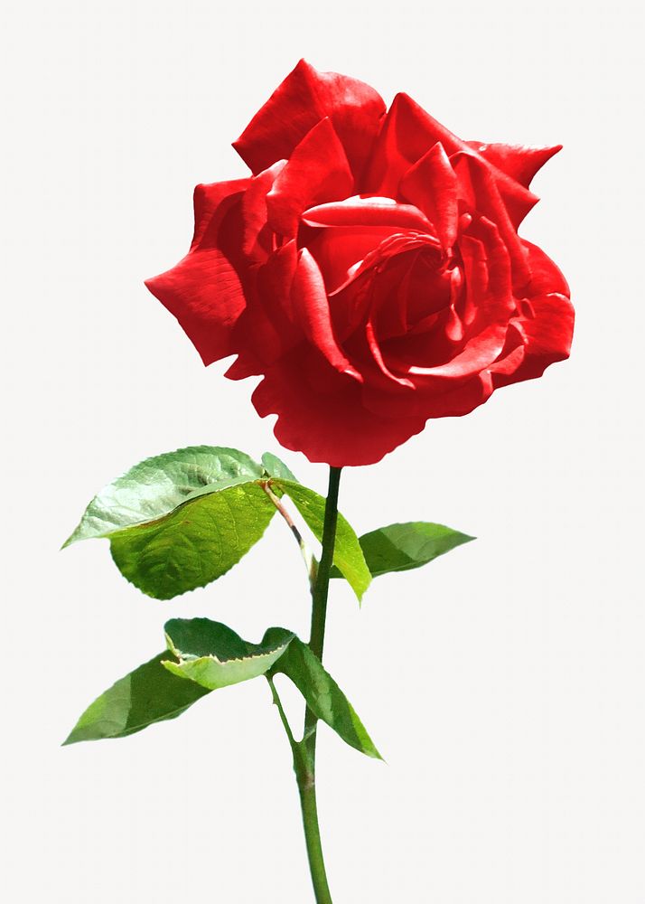 Pink rose stem image