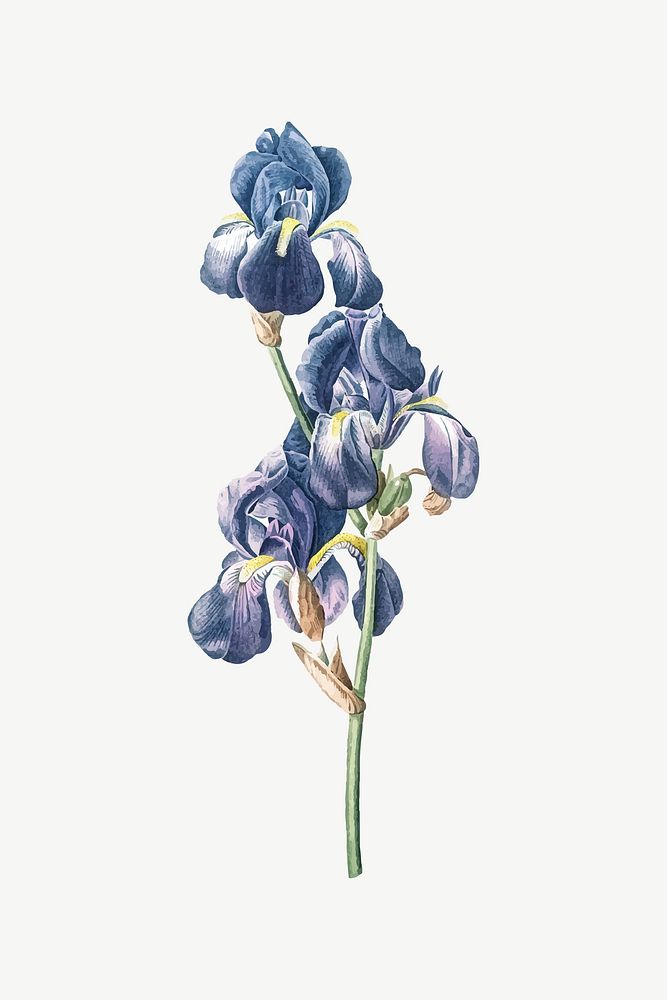 Iris flower illustration psd