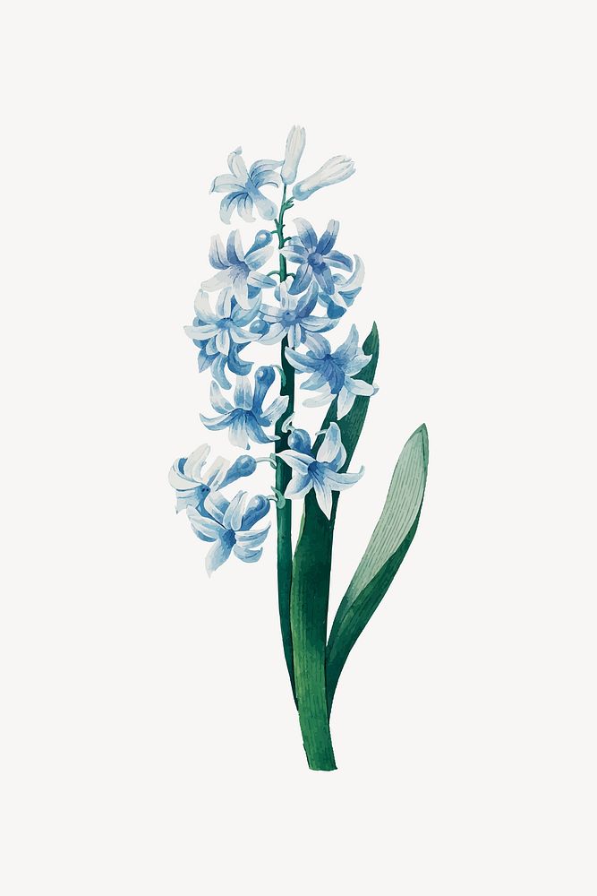 Blue hyacinth flower illustration vector