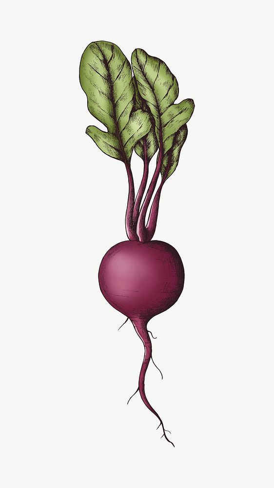 Beetroot with leaves illustration collage element psd