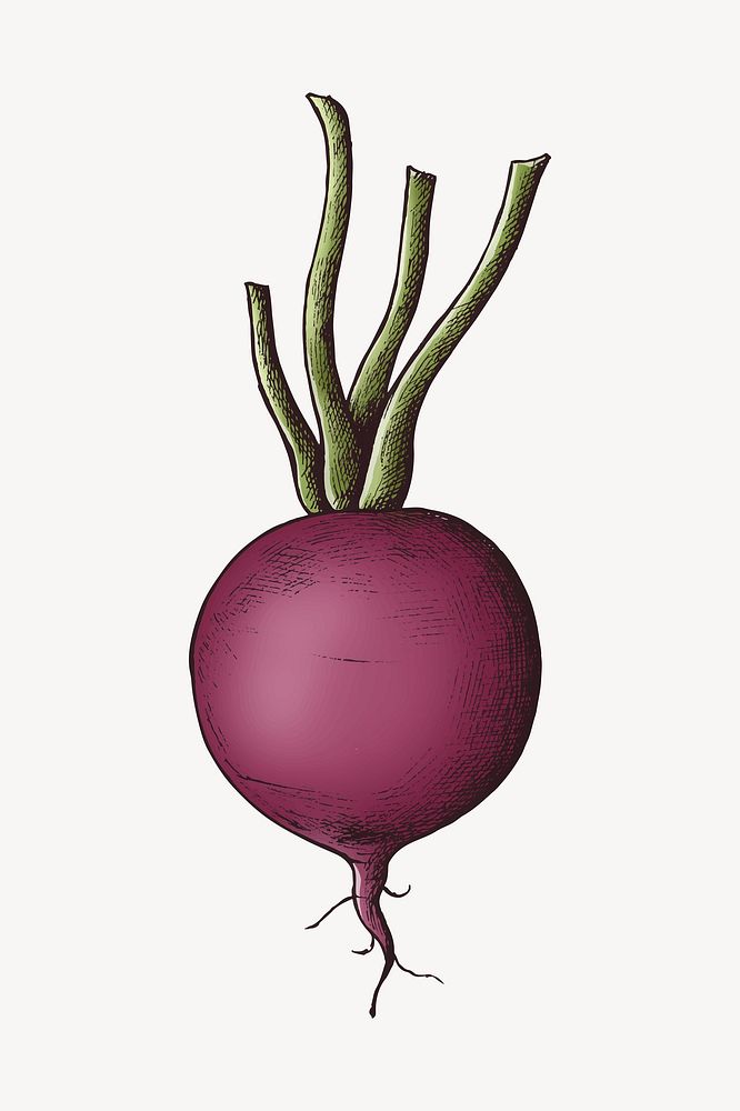 Beetroot with stem illustration vector