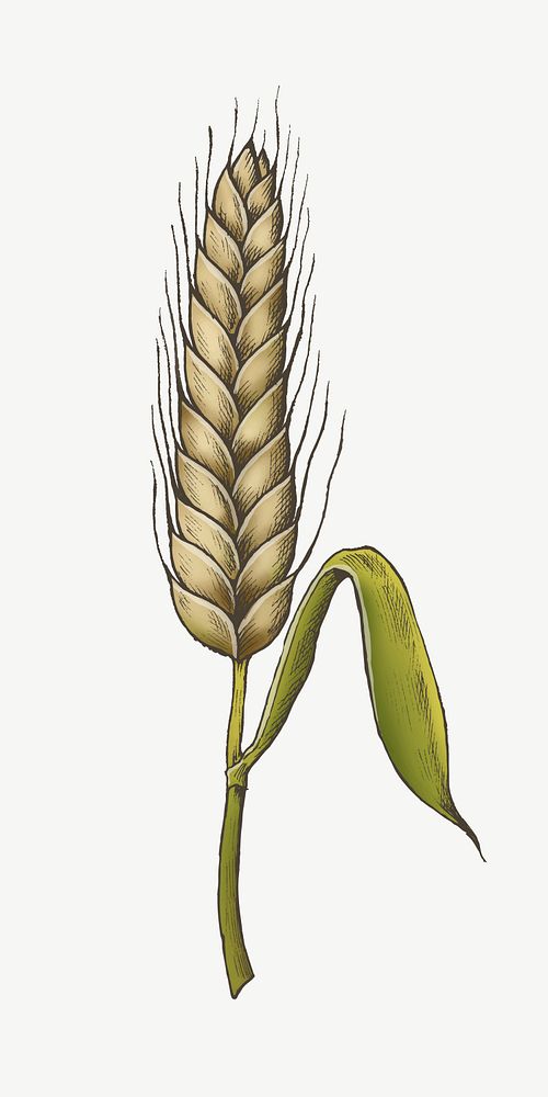 Wheat grain illustration collage element psd