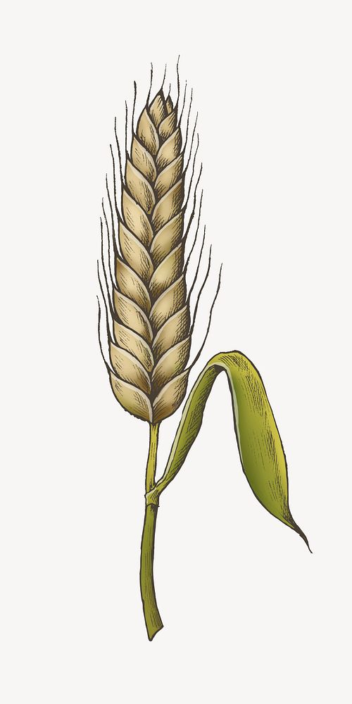 Wheat grain illustration vector