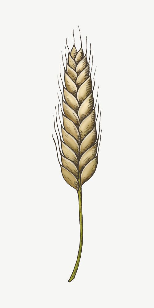 Wheat grain illustration collage element psd