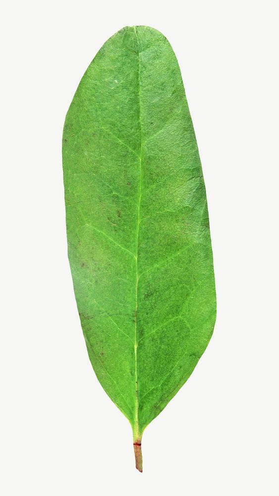 Green natural long leaf psd
