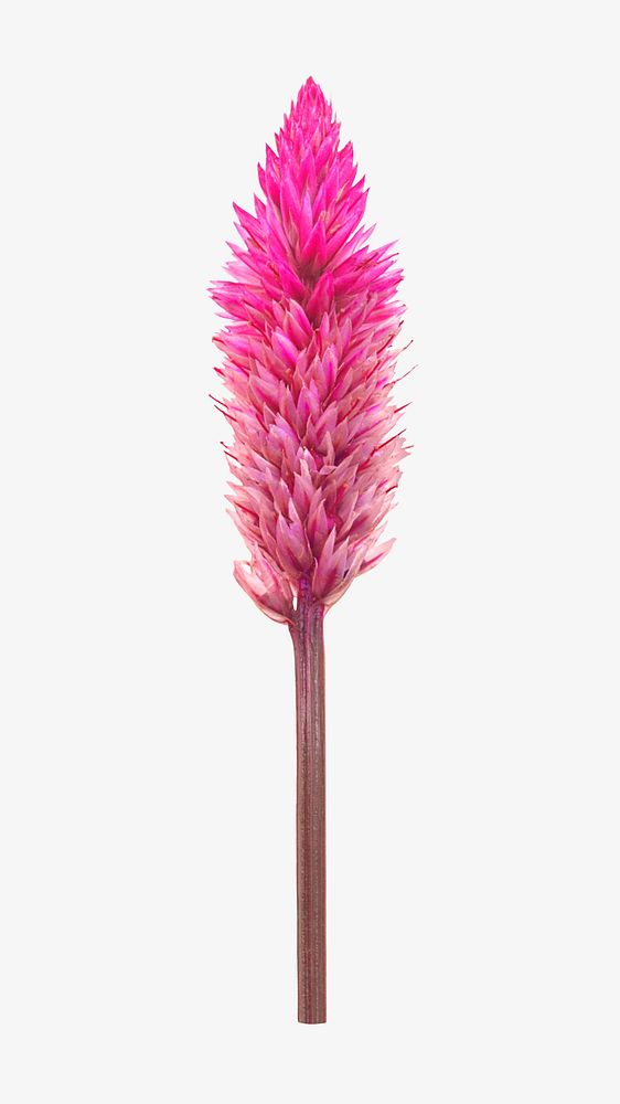 Pink celosia flower collage element