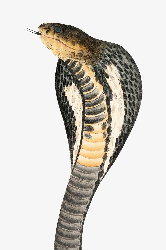 Snake Cobra Images  Free Photos, PNG Stickers, Wallpapers & Backgrounds -  rawpixel