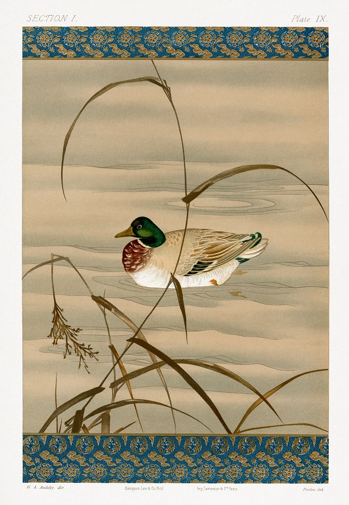 Duck swimming in the lake, vintage Japanese animal painting by G.A. Audsley-Japanese illustration. Public domain image from…