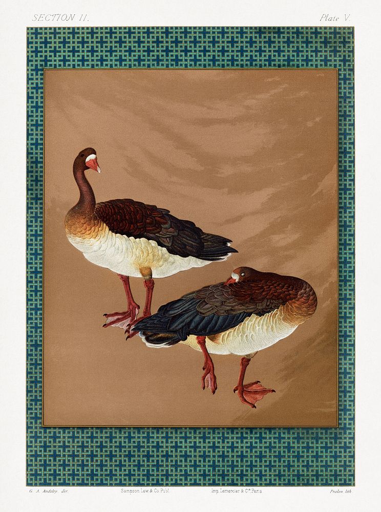 White-fronted goose, vintage painting by G.A. Audsley-Japanese illustration. Public domain image from our own original 1884…