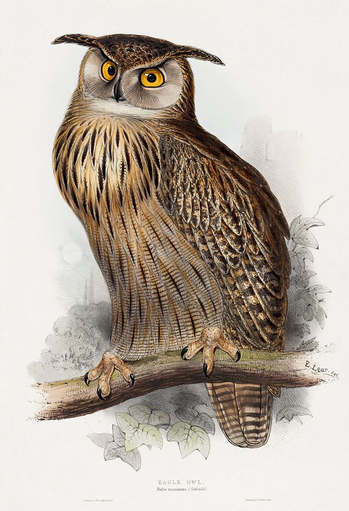 Eagle Owl. Bubo maximus (1832-1837) vintage illustration by Edward Lear. Original public domain image from The Minneapolis…