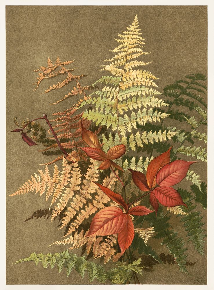 Autumn ferns (1887) chromolithograph art by Ellen T. Fisher. Original public domain image from the Library of Congress.…